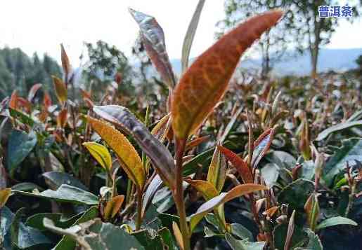 紫娟普洱茶是人工的吗能喝吗，紫娟普洱茶：人工种植还是天然生长？对健康的作用怎样？