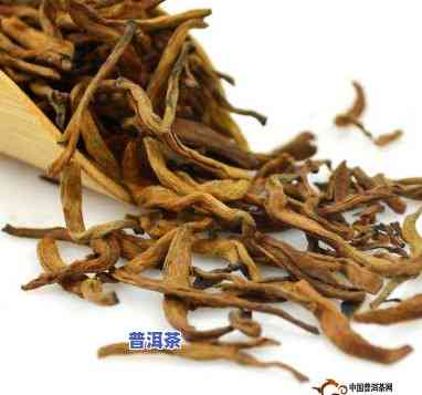 金芽普洱和普通普洱茶的区别，品味差异：金芽普洱与普通普洱茶的五大区别