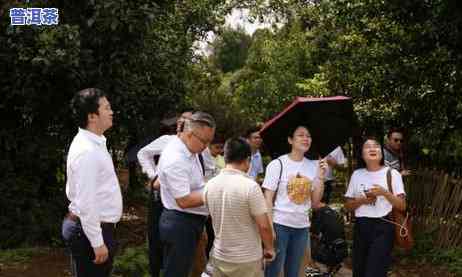 深圳老班章渠道代理电话及地址一览