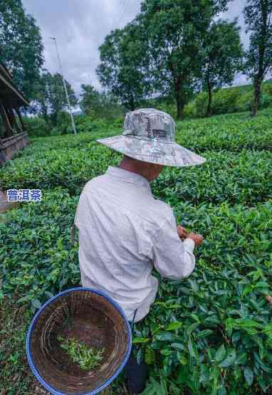 两个男子买普洱茶熟茶-两个男子买普洱茶熟茶的