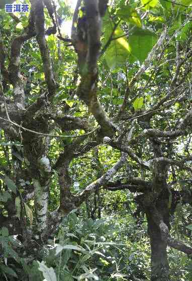 冰岛糯伍古树茶特点：为何在五寨中更便宜？