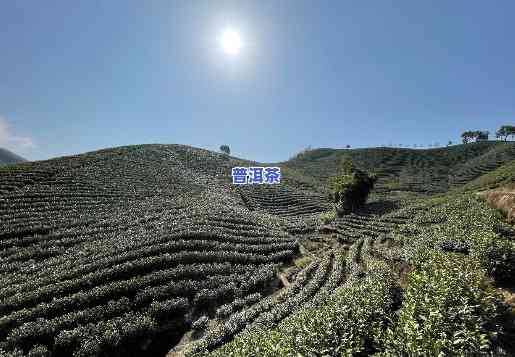 阳春三月茶业，探索阳春三月茶业：优质茶叶的源头和故事