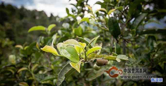 普洱茶二春品质怎么样啊，深度解析：普洱茶二春的品质究竟怎样？