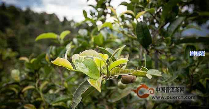 普洱茶二春品质怎么样好喝吗，探秘普洱茶二春：口感怎样，品质是不是上乘？