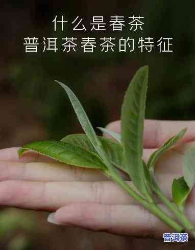 普洱茶二春品质怎么样好喝吗，探秘普洱茶二春：口感怎样，品质是不是上乘？