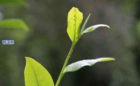 普洱茶二春品质怎么样好喝吗，探秘普洱茶二春：口感怎样，品质是不是上乘？