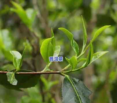 普洱茶存储环境和气候条件，作用普洱茶品质的关键因素：存储环境与气候条件解析