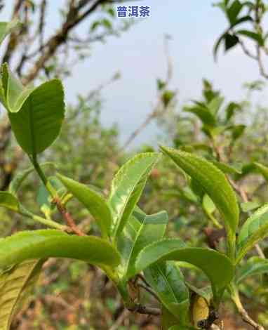 普洱茶味道为何不苦？起因解析