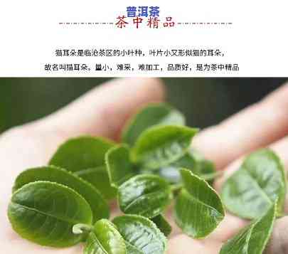 猫耳朵普洱茶价格：2020年多少钱一斤？