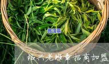 绍兴老班章总部招商-绍兴老班章总部招商电话