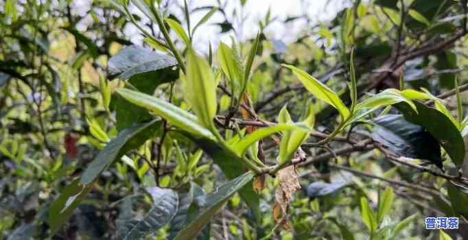 普洱茶是由什么茶树制成的？熟悉普洱茶的制作过程与原料