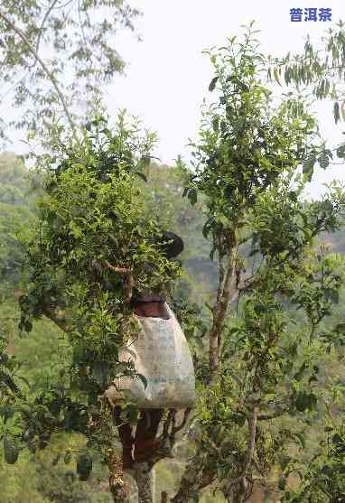 普洱茶是哪种树结的茶-普洱茶是哪种树结的茶叶