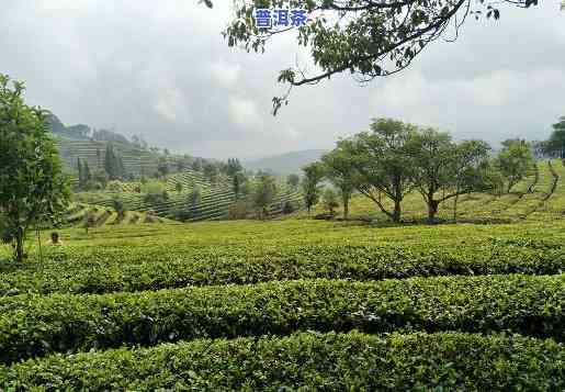 中华普洱茶博览苑图片：高清大图欣赏