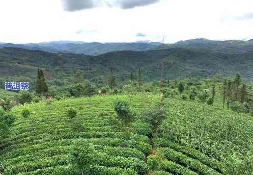 中华普洱茶苑地址电话-中华普洱茶苑地址电话号码