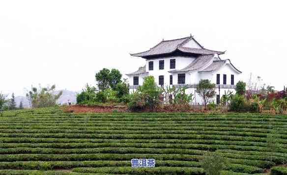 中华普洱茶苑地址电话-中华普洱茶苑地址电话号码