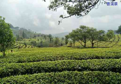 中华普洱茶苑地址电话-中华普洱茶苑地址电话号码