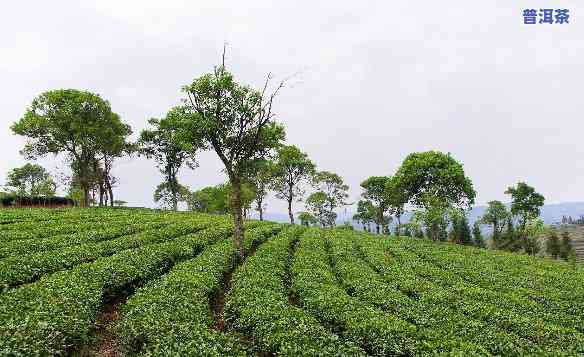 中华普洱茶苑地址电话-中华普洱茶苑地址电话号码