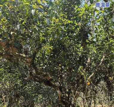 好喝不贵的古树普洱茶，品质优，价格亲民！古树普洱茶的性价比之选