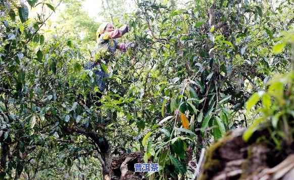 古树普洱茶排名前十：揭秘更具价值的茶叶