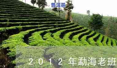 福海2012年老班章，探秘福海2012年老班章：一种特别的普洱茶体验