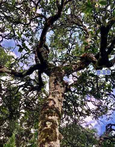 普洱茶王树的特别之处-普洱茶王树的特别之处是什么