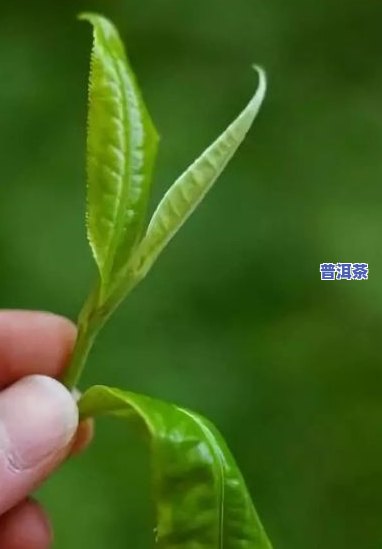 普洱茶怎么才能开叶子呢，怎样打开普洱茶的叶子？详细的步骤和技巧分享