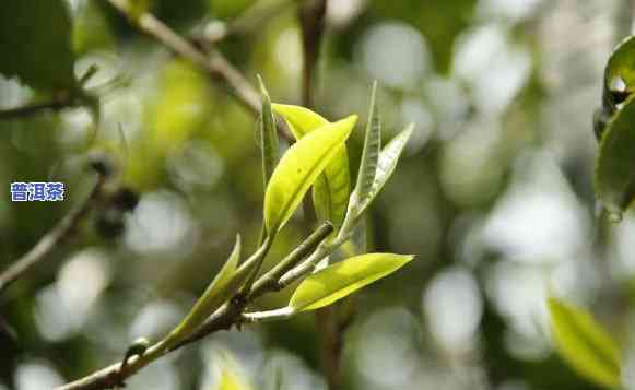 普洱茶怎么才能开叶子-普洱茶怎么才能开叶子呢