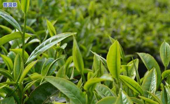 普洱茶怎么才能开叶子-普洱茶怎么才能开叶子呢