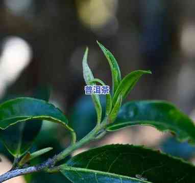 普洱茶怎么才能开叶子-普洱茶怎么才能开叶子呢