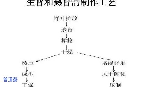 普洱茶炒制工艺详解：流程与步骤图