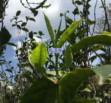 忙肺砖普洱茶500克-忙肺普洱茶怎么样