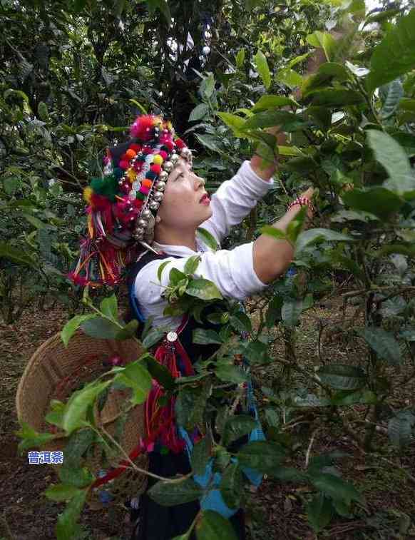 爱上普洱茶：恋上勐海味的特别魅力