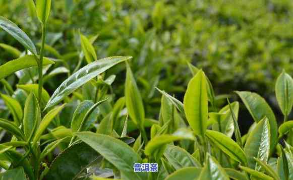 普洱茶一茶一叶亩产量-普洱茶一茶一叶亩产量多少