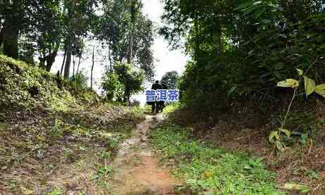 茶马世家南糯山普洱茶-云南茶马世家普洱茶价格