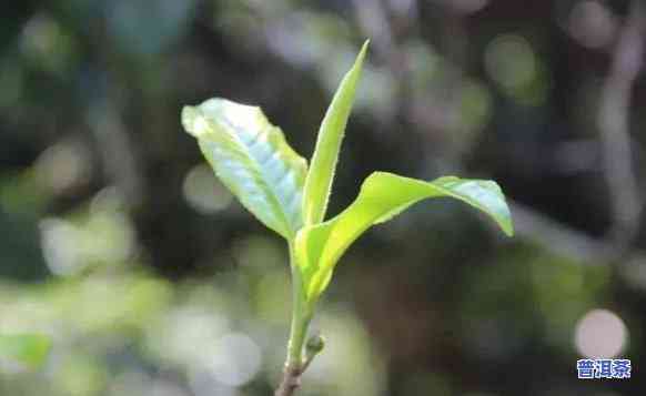 普洱茶单株是什么意思？详解其含义与特点