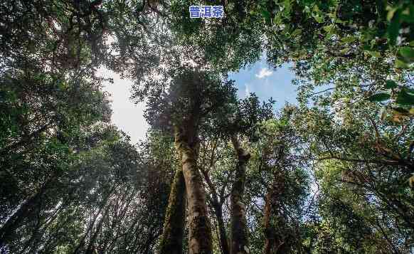 雨林老班章2019，探索神秘的雨林深处：老班章2019之旅