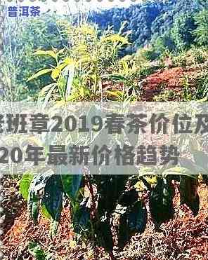 雨林2020年老班章：2019与2020年价格对比