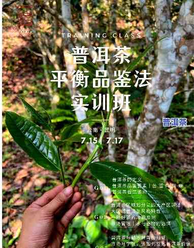 全程教学：普洱茶直播视频教程下载