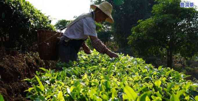 普洱茶农会本人制茶吗-普洱茶农会本人制茶吗