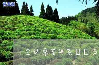 金达摩普洱茶2005：价格表与详细介绍