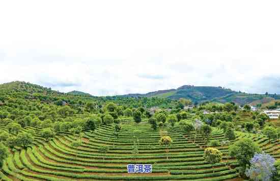 云南普洱茶直播之一名-云南普洱茶直播基地