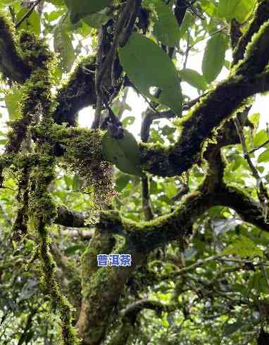 云南普洱茶直播之一名-云南普洱茶直播基地