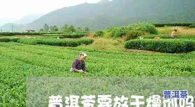 普洱茶中可放干燥剂收藏吗，普洱茶收藏：可以采用干燥剂吗？