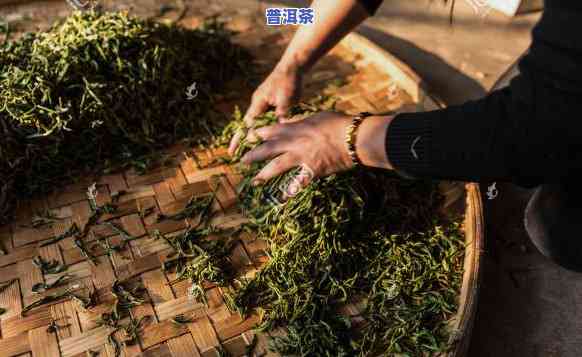 普洱茶揉捻视频大全图片：高清欣赏