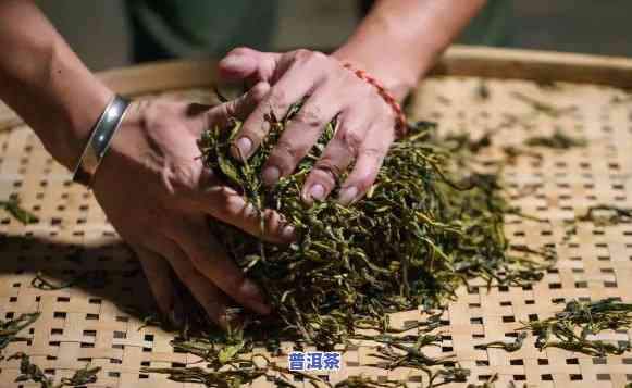 普洱茶的揉捻工艺，深入解析：普洱茶的特别揉捻工艺及其对茶叶品质的作用