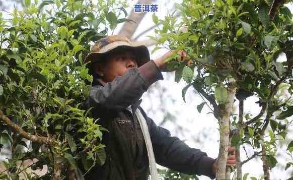 兴荣号普洱茶千年古树：探索其历史与品质