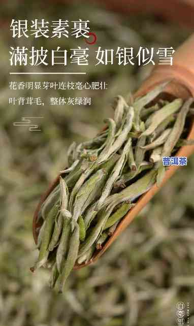 岁月留香茶叶白毫银针价格，探索品质生活：岁月留香茶叶白毫银针的价格解析