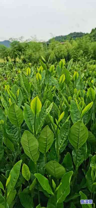 喝普洱茶的人现在能赚钱吗？探讨其投资价值与市场前景