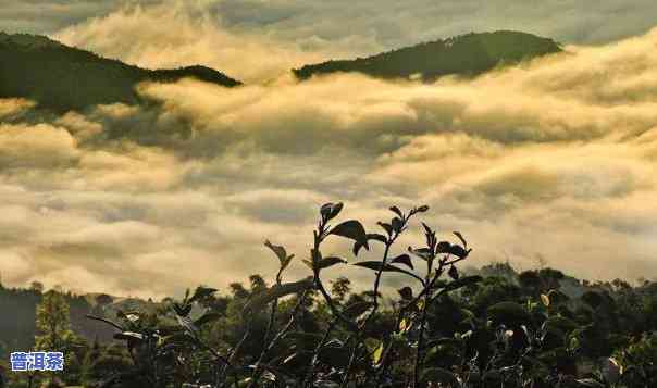 临沧普洱茶小众山头名字，探秘小众山头：临沧普洱茶的特别韵味