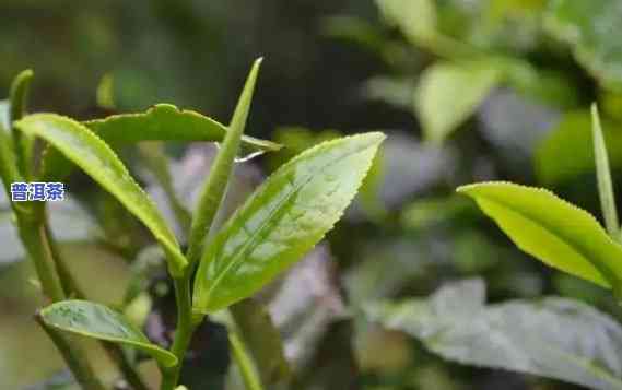 临沧产茶的山头：揭秘茶叶之乡的秘密宝藏